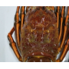 澳洲冰冻大红龙3-5斤/只 红龙大龙虾 野生鲜活冷冻 包邮顺丰